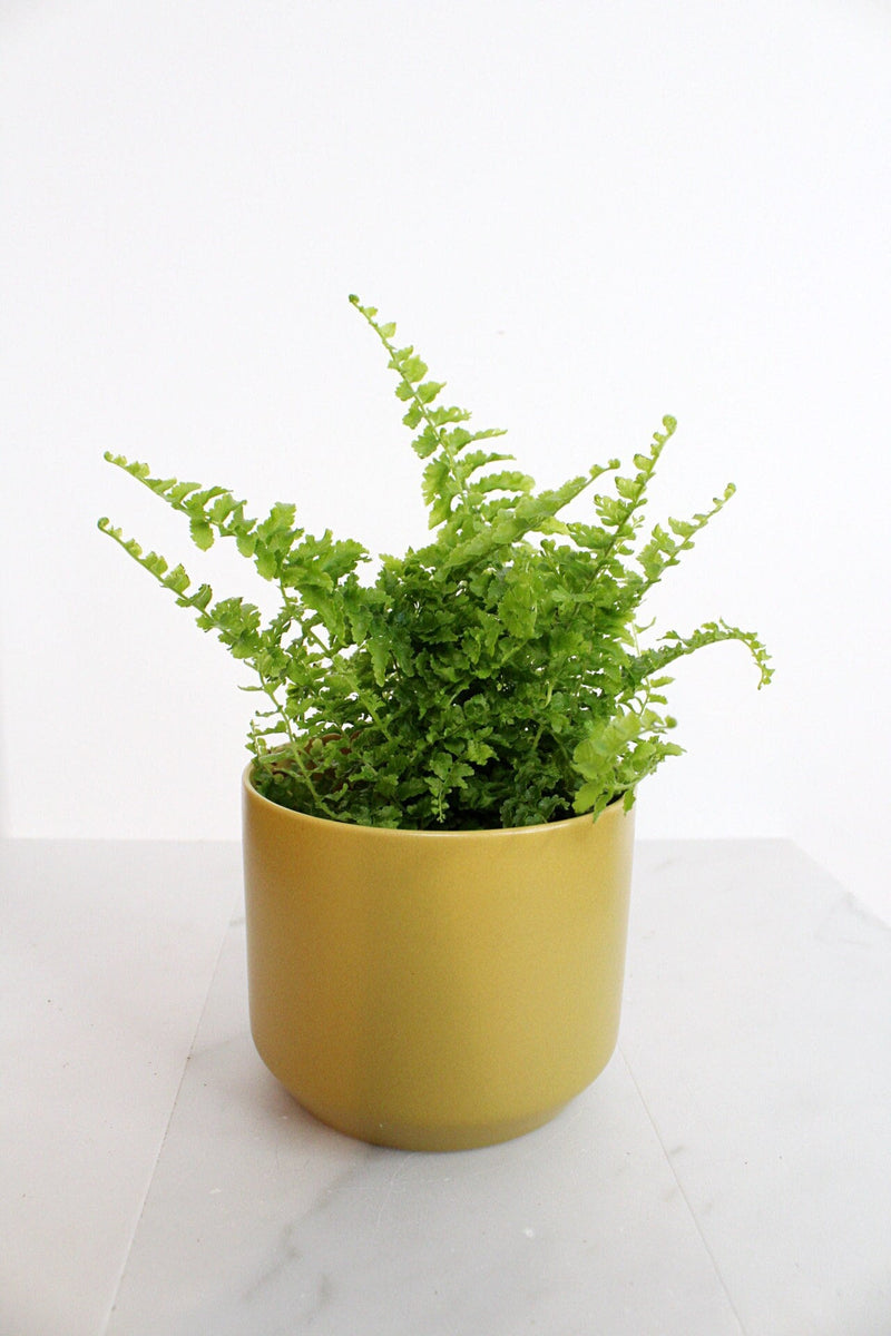 Mini Fern Green Fantasy Live Indoor Plant Gift Set for Plant Lover Air Purifier Tropical Foliage Easy Care Plant Gift for Woman Desk Plant