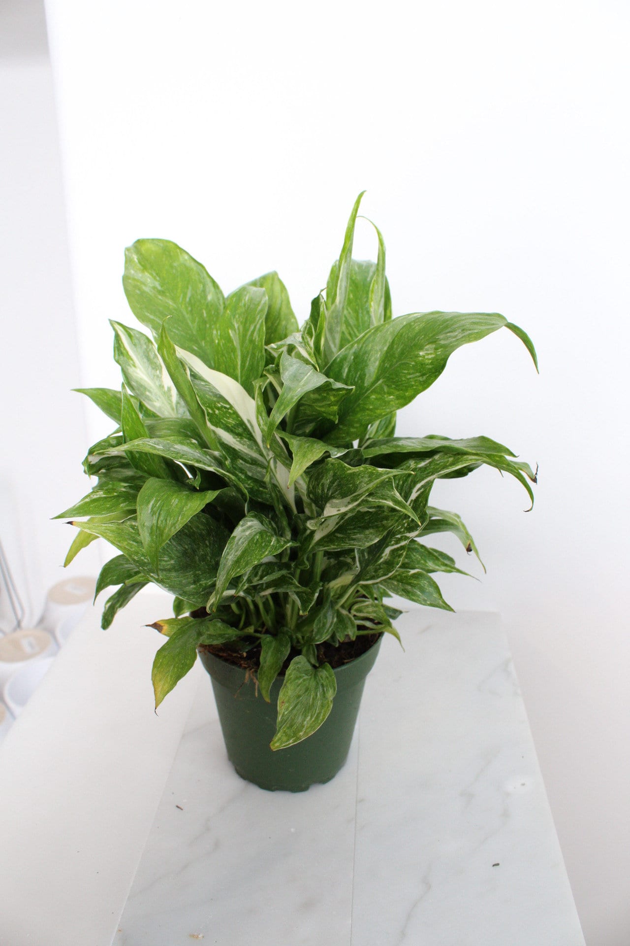 Variegated Peace Lily Plant Spathiphyllum Domino Live Low Maintenance Plant Gift for Woman Plant Lover Tropical Air Purifier House Plant