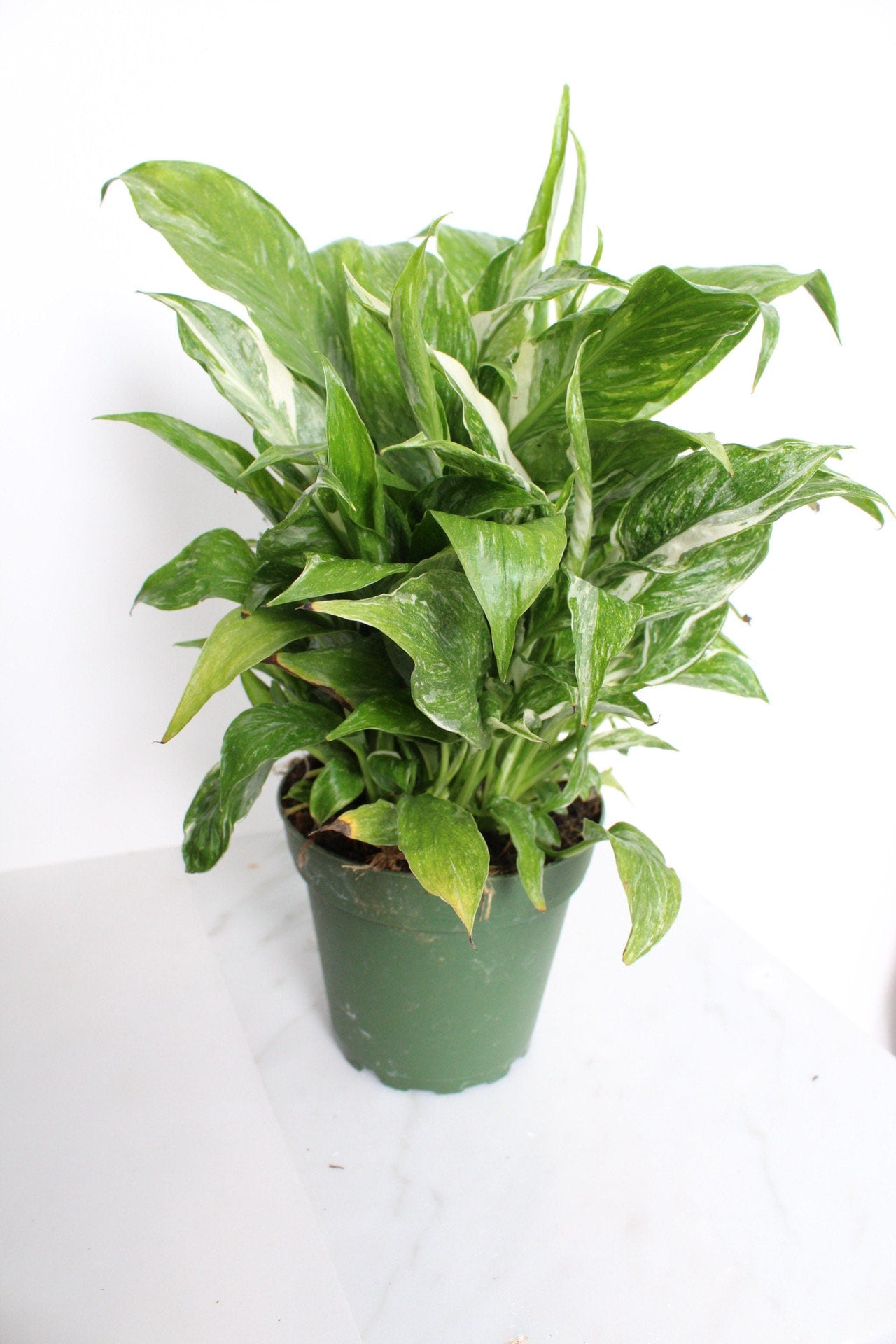 Variegated Peace Lily Plant Spathiphyllum Domino Live Low Maintenance Plant Gift for Woman Plant Lover Tropical Air Purifier House Plant