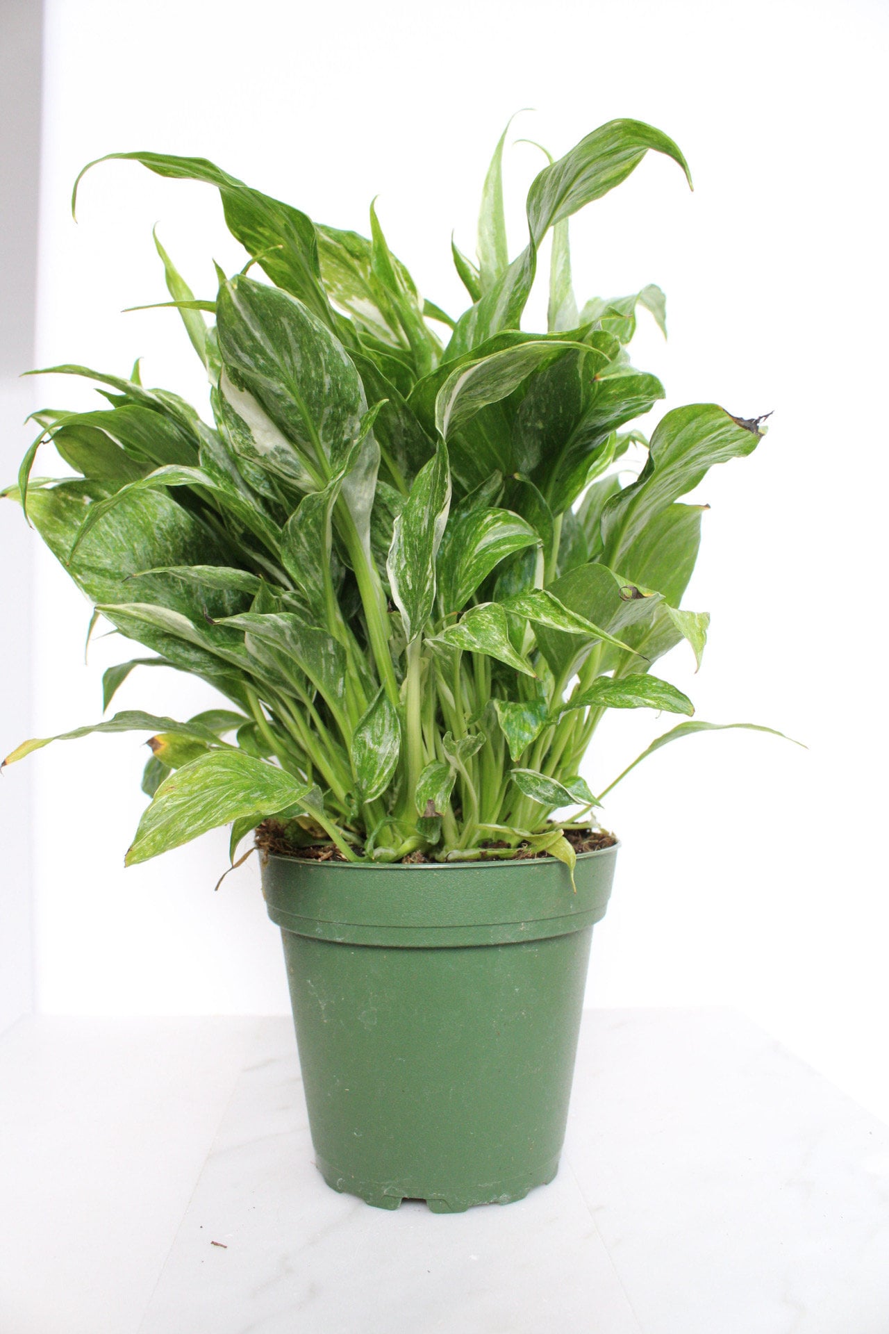 Variegated Peace Lily Plant Spathiphyllum Domino Live Low Maintenance Plant Gift for Woman Plant Lover Tropical Air Purifier House Plant