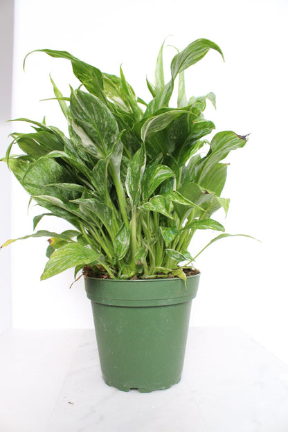 Variegated Peace Lily Plant Spathiphyllum Domino Live Low Maintenance Plant Gift for Woman Plant Lover Tropical Air Purifier House Plant