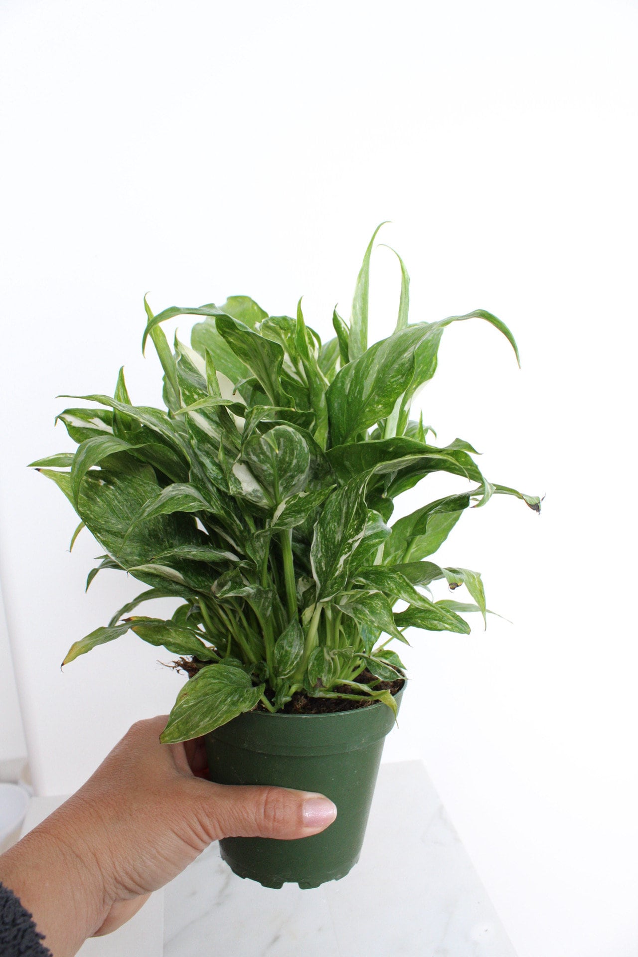 Variegated Peace Lily Plant Spathiphyllum Domino Live Low Maintenance Plant Gift for Woman Plant Lover Tropical Air Purifier House Plant