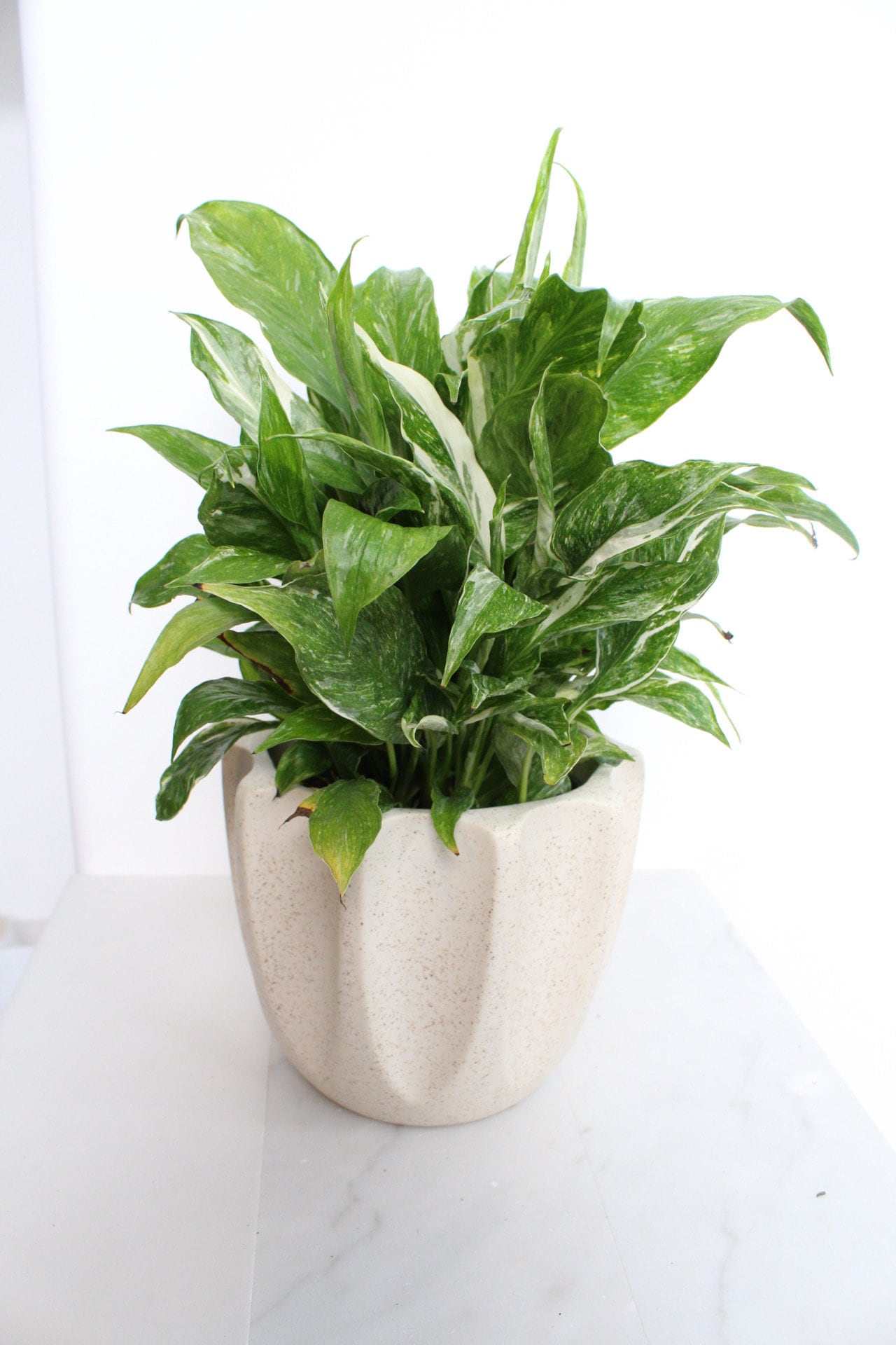 Variegated Peace Lily Plant Spathiphyllum Domino Live Low Maintenance Plant Gift for Woman Plant Lover Tropical Air Purifier House Plant
