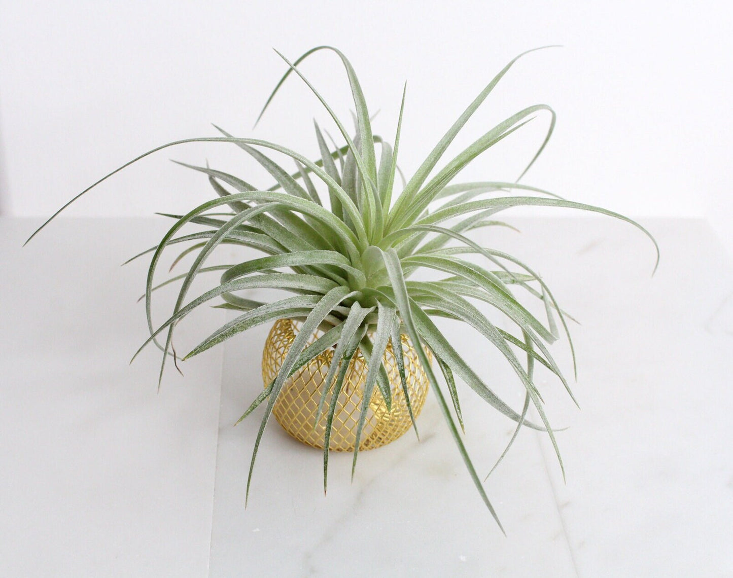 Modern Indoor Air Plant with Holder - Small Desk Office Plant Gift