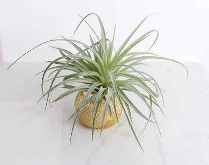 Modern Indoor Air Plant with Holder - Small Desk Office Plant Gift