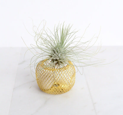 Modern Indoor Air Plant with Holder - Small Desk Office Plant Gift