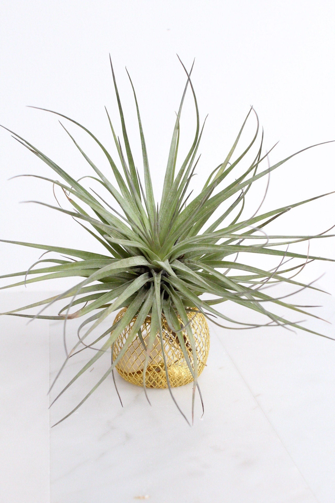 Modern Indoor Air Plant with Holder - Small Desk Office Plant Gift
