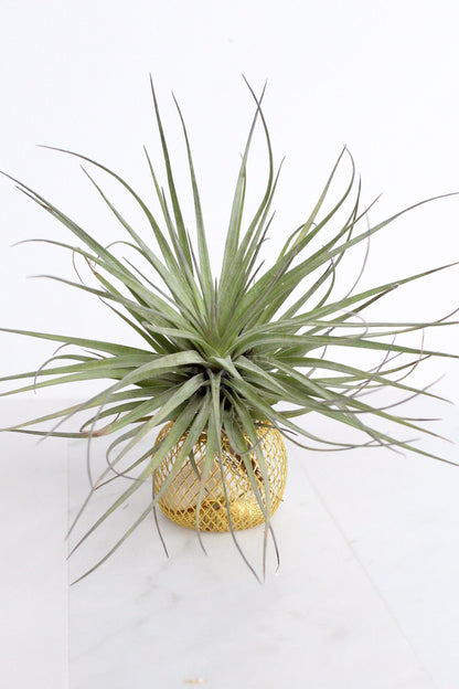Modern Indoor Air Plant with Holder - Small Desk Office Plant Gift