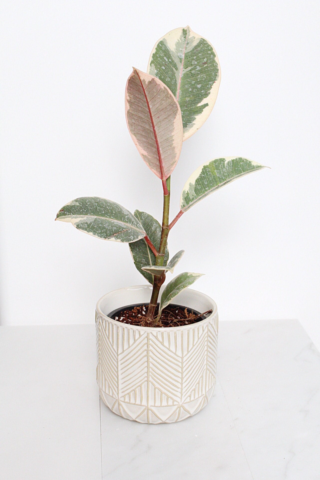 Boho Chevron Pattern Pottery Neutral Ivory Modern Pot Minimal Planter Indoor Plant Home Decor Flower Decorative Vase Wedding Elegant Style