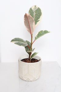 Boho Chevron Pattern Pottery Neutral Ivory Modern Pot Minimal Planter Indoor Plant Home Decor Flower Decorative Vase Wedding Elegant Style