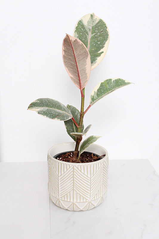 Boho Chevron Pattern Pottery Neutral Ivory Modern Pot Minimal Planter Indoor Plant Home Decor Flower Decorative Vase Wedding Elegant Style