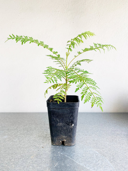 Jacaranda Tree Starter Purple Flowering Tropical Garden Live Plant Unique Housewarming Gift Exotic Ornamental Seedling Indoor Outdoor Bonsai Feathery Foliage Memorial Tree Gift