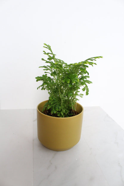 Frosty Fern Mini Live Indoor Plant Gift for Plant Lover Starter Office Desk Decor Gift Selaginella 2" pot Personalized Pot Tropical Greenery