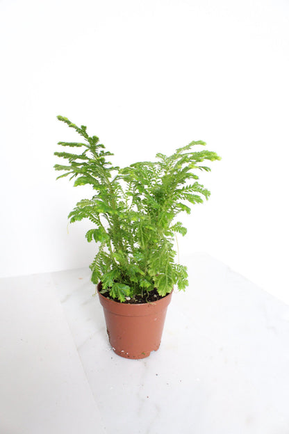 Frosty Fern Mini Live Indoor Plant Gift for Plant Lover Starter Office Desk Decor Gift Selaginella 2" pot Personalized Pot Tropical Greenery