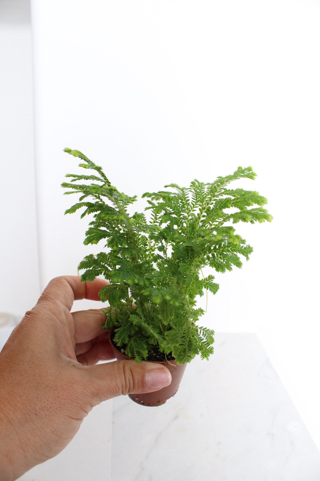 Frosty Fern Mini Live Indoor Plant Gift for Plant Lover Starter Office Desk Decor Gift Selaginella 2" pot Personalized Pot Tropical Greenery