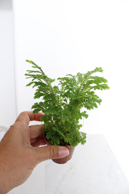 Frosty Fern Mini Live Indoor Plant Gift for Plant Lover Starter Office Desk Decor Gift Selaginella 2" pot Personalized Pot Tropical Greenery