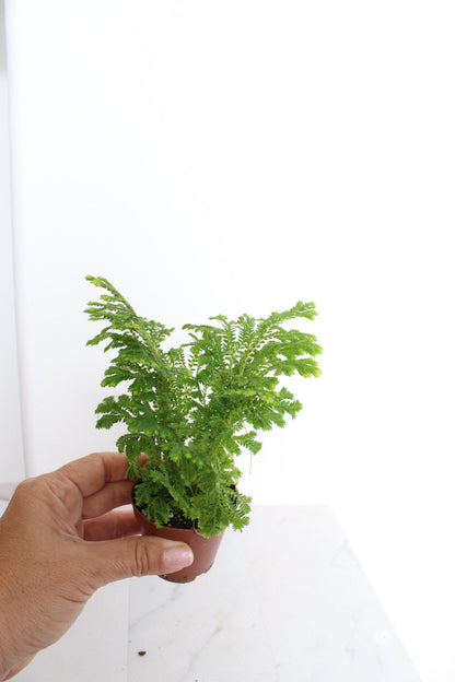 Frosty Fern Mini Live Indoor Plant Gift for Plant Lover Starter Office Desk Decor Gift Selaginella 2" pot Personalized Pot Tropical Greenery