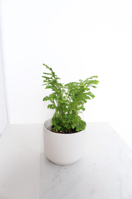 Frosty Fern Mini Live Indoor Plant Gift for Plant Lover Starter Office Desk Decor Gift Selaginella 2" pot Personalized Pot Tropical Greenery