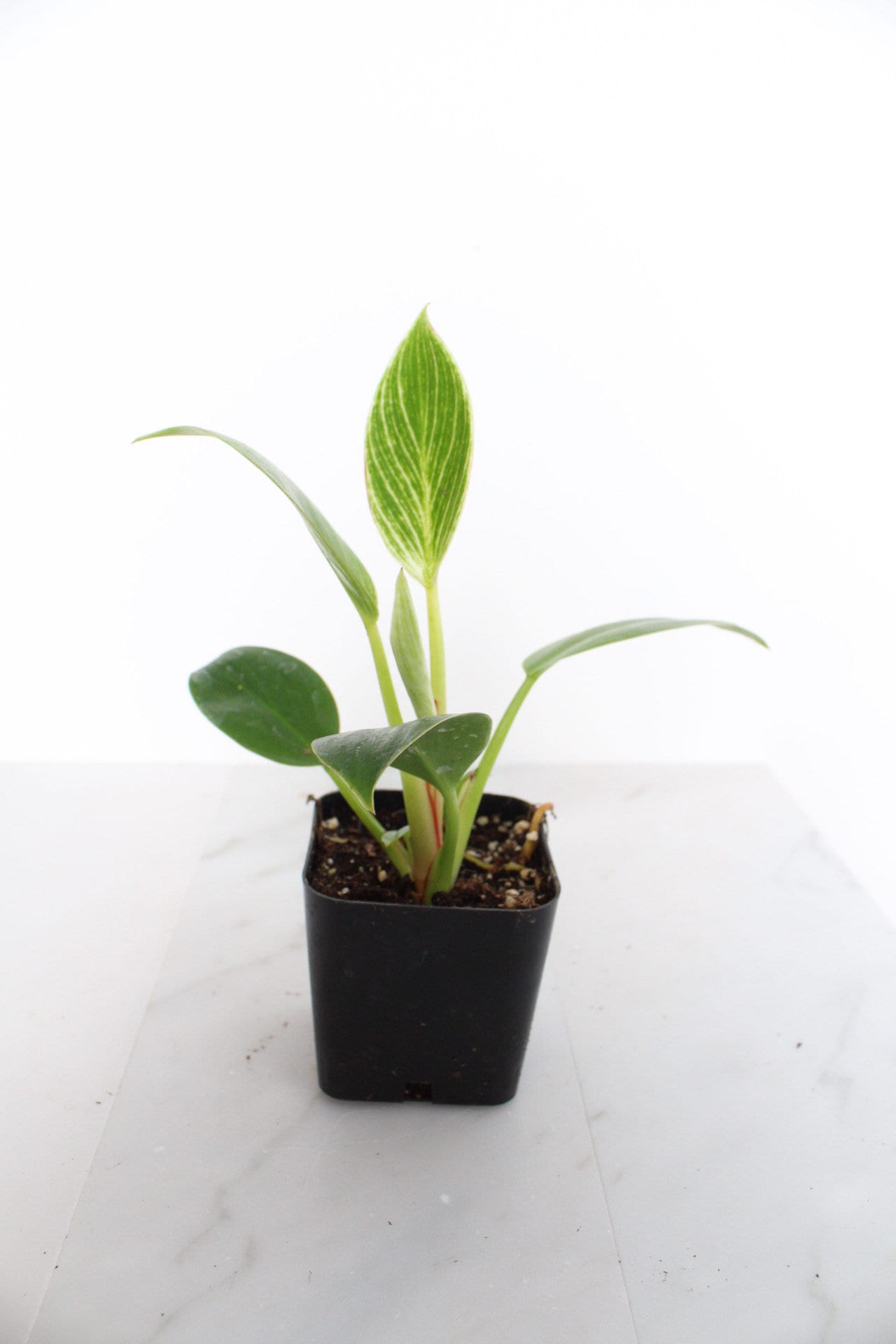 NEW Variegated Plant Pinstripe Leaf Indoor Plant Philodendron Birkin Plant Gift Set for Woman Plant Lover Collector Tropical Plant Live