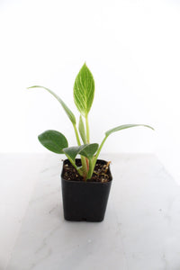 NEW Variegated Plant Pinstripe Leaf Indoor Plant Philodendron Birkin Plant Gift Set for Woman Plant Lover Collector Tropical Plant Live