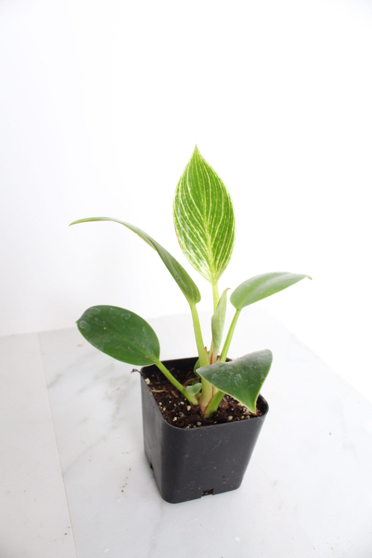 NEW Variegated Plant Pinstripe Leaf Indoor Plant Philodendron Birkin Plant Gift Set for Woman Plant Lover Collector Tropical Plant Live