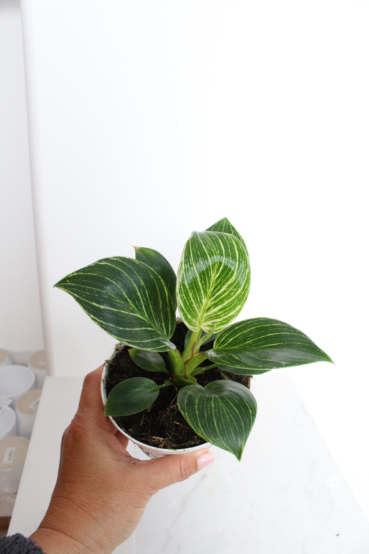 NEW Variegated Plant Pinstripe Leaf Indoor Plant Philodendron Birkin Plant Gift Set for Woman Plant Lover Collector Tropical Plant Live