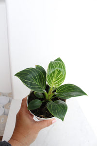 NEW Variegated Plant Pinstripe Leaf Indoor Plant Philodendron Birkin Plant Gift Set for Woman Plant Lover Collector Tropical Plant Live