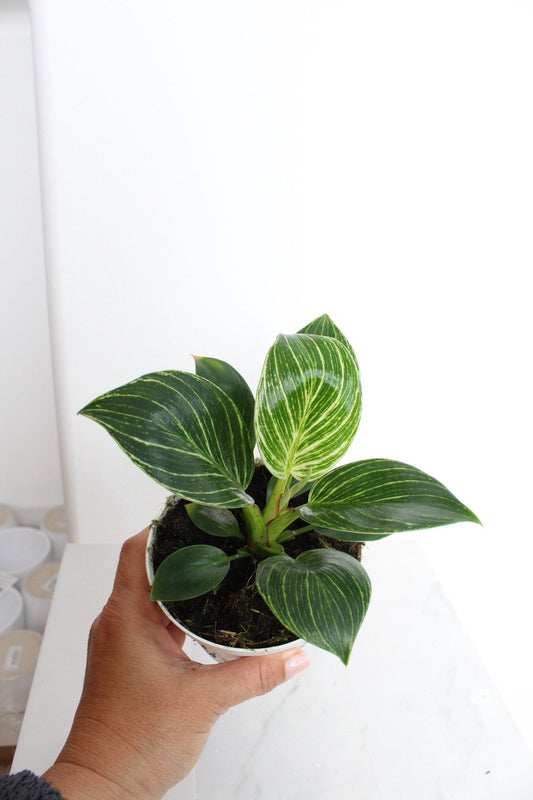 NEW Variegated Plant Pinstripe Leaf Indoor Plant Philodendron Birkin Plant Gift Set for Woman Plant Lover Collector Tropical Plant Live