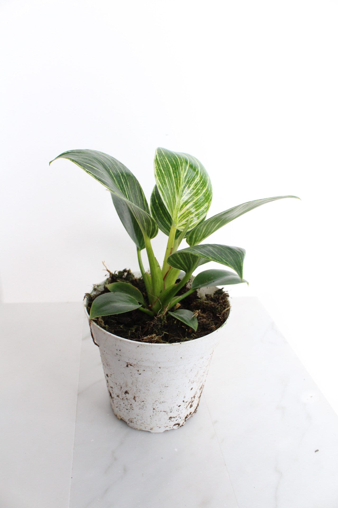 NEW Variegated Plant Pinstripe Leaf Indoor Plant Philodendron Birkin Plant Gift Set for Woman Plant Lover Collector Tropical Plant Live