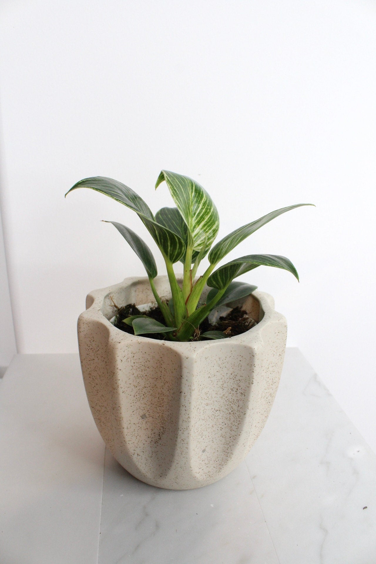 NEW Variegated Plant Pinstripe Leaf Indoor Plant Philodendron Birkin Plant Gift Set for Woman Plant Lover Collector Tropical Plant Live