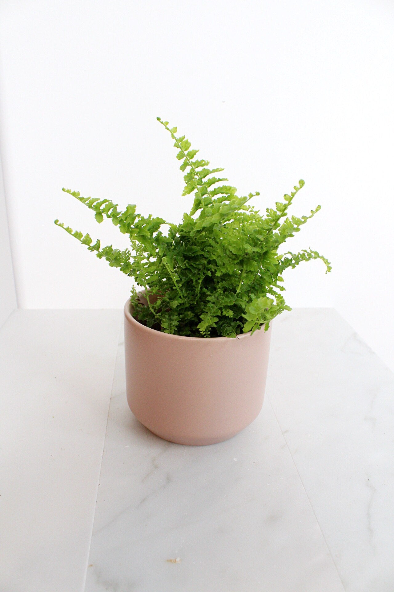 Mini Fern Green Fantasy Live Indoor Plant Gift Set for Plant Lover Air Purifier Tropical Foliage Easy Care Plant Gift for Woman Desk Plant