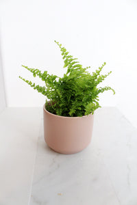 Mini Fern Green Fantasy Live Indoor Plant Gift Set for Plant Lover Air Purifier Tropical Foliage Easy Care Plant Gift for Woman Desk Plant
