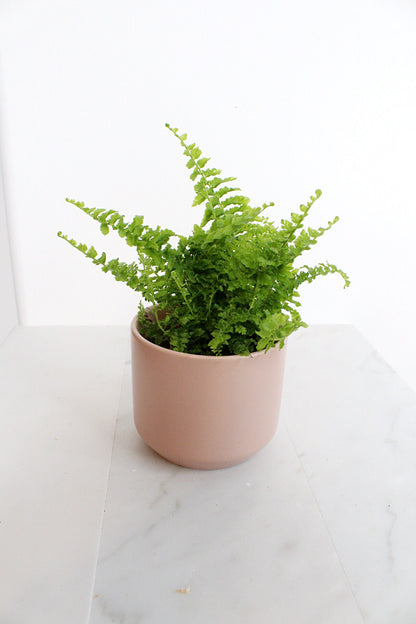 Mini Fern Green Fantasy Live Indoor Plant Gift Set for Plant Lover Air Purifier Tropical Foliage Easy Care Plant Gift for Woman Desk Plant