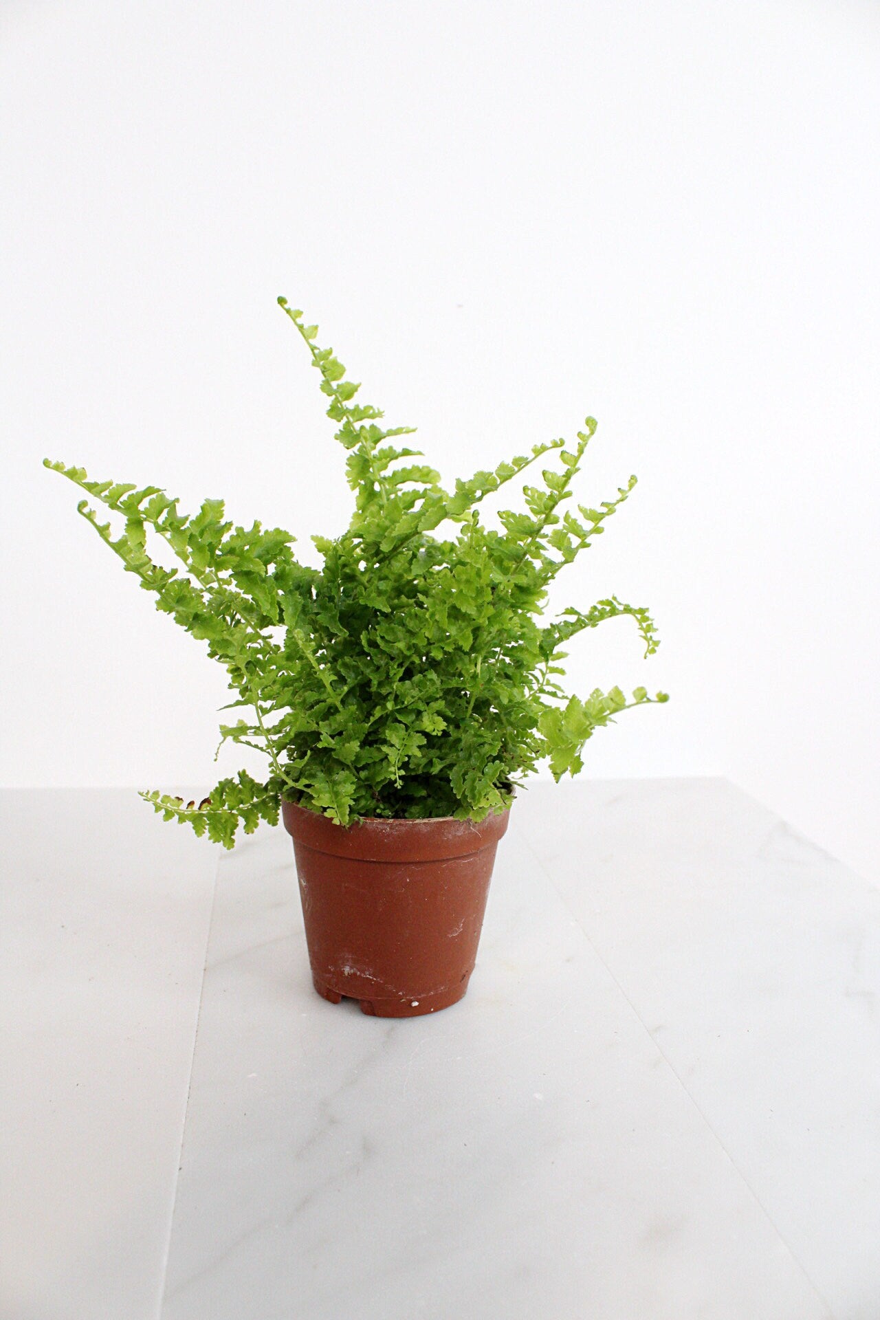 Mini Fern Green Fantasy Live Indoor Plant Gift Set for Plant Lover Air Purifier Tropical Foliage Easy Care Plant Gift for Woman Desk Plant