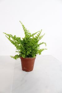 Mini Fern Green Fantasy Live Indoor Plant Gift Set for Plant Lover Air Purifier Tropical Foliage Easy Care Plant Gift for Woman Desk Plant