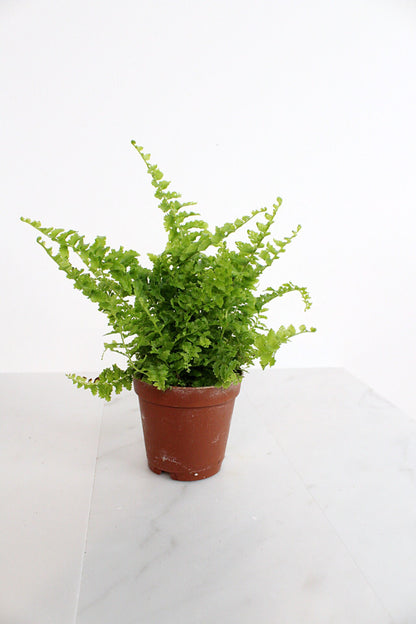 Mini Fern Green Fantasy Live Indoor Plant Gift Set for Plant Lover Air Purifier Tropical Foliage Easy Care Plant Gift for Woman Desk Plant