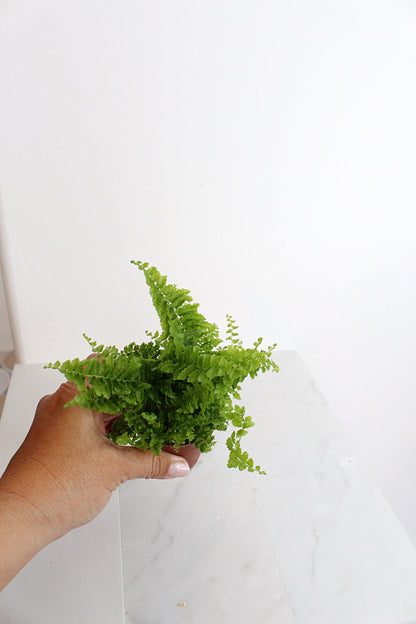 Mini Fern Green Fantasy Live Indoor Plant Gift Set for Plant Lover Air Purifier Tropical Foliage Easy Care Plant Gift for Woman Desk Plant