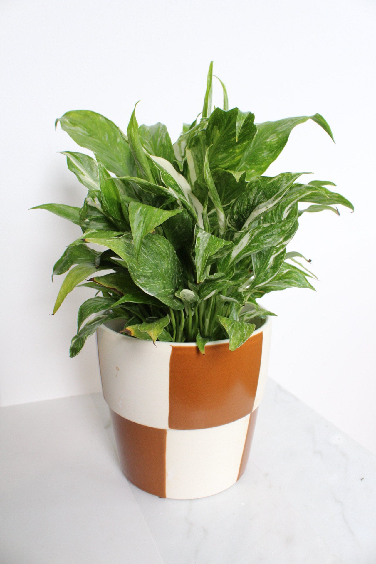 Variegated Peace Lily Plant Spathiphyllum Domino Live Low Maintenance Plant Gift for Woman Plant Lover Tropical Air Purifier House Plant
