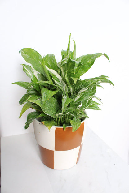 Variegated Peace Lily Plant Spathiphyllum Domino Live Low Maintenance Plant Gift for Woman Plant Lover Tropical Air Purifier House Plant
