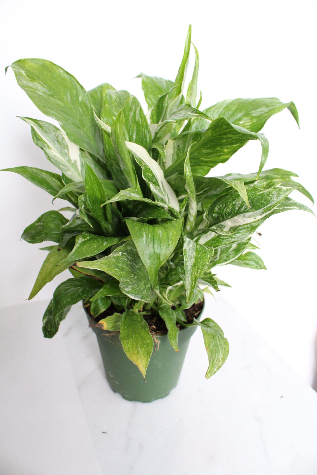 Variegated Peace Lily Plant Spathiphyllum Domino Live Low Maintenance Plant Gift for Woman Plant Lover Tropical Air Purifier House Plant
