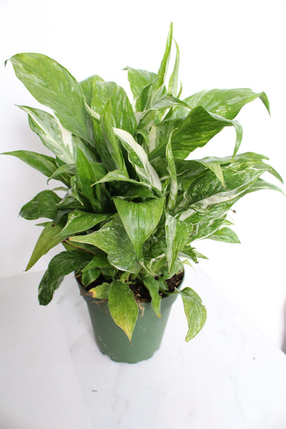 Variegated Peace Lily Plant Spathiphyllum Domino Live Low Maintenance Plant Gift for Woman Plant Lover Tropical Air Purifier House Plant
