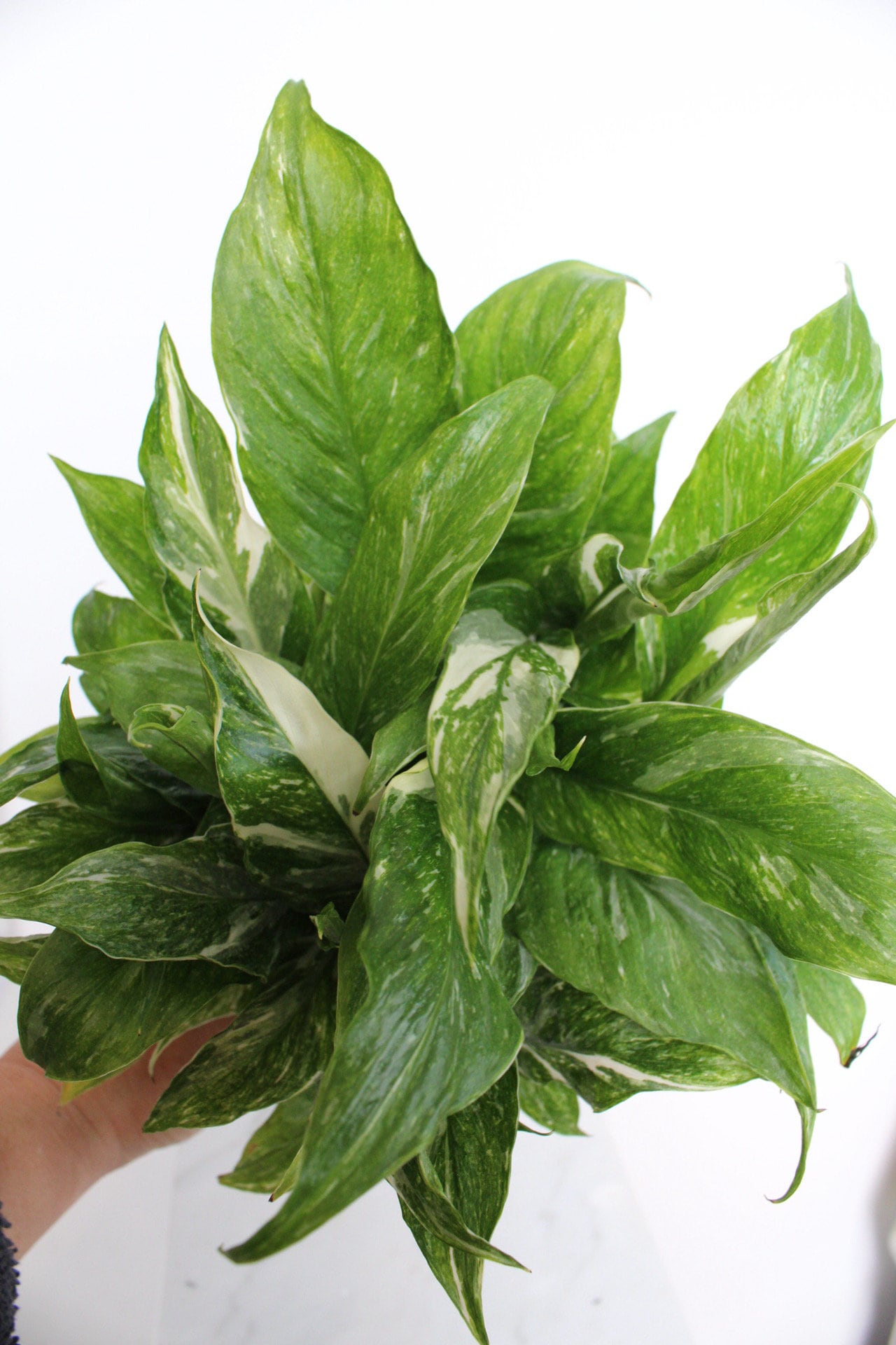 Variegated Peace Lily Plant Spathiphyllum Domino Live Low Maintenance Plant Gift for Woman Plant Lover Tropical Air Purifier House Plant