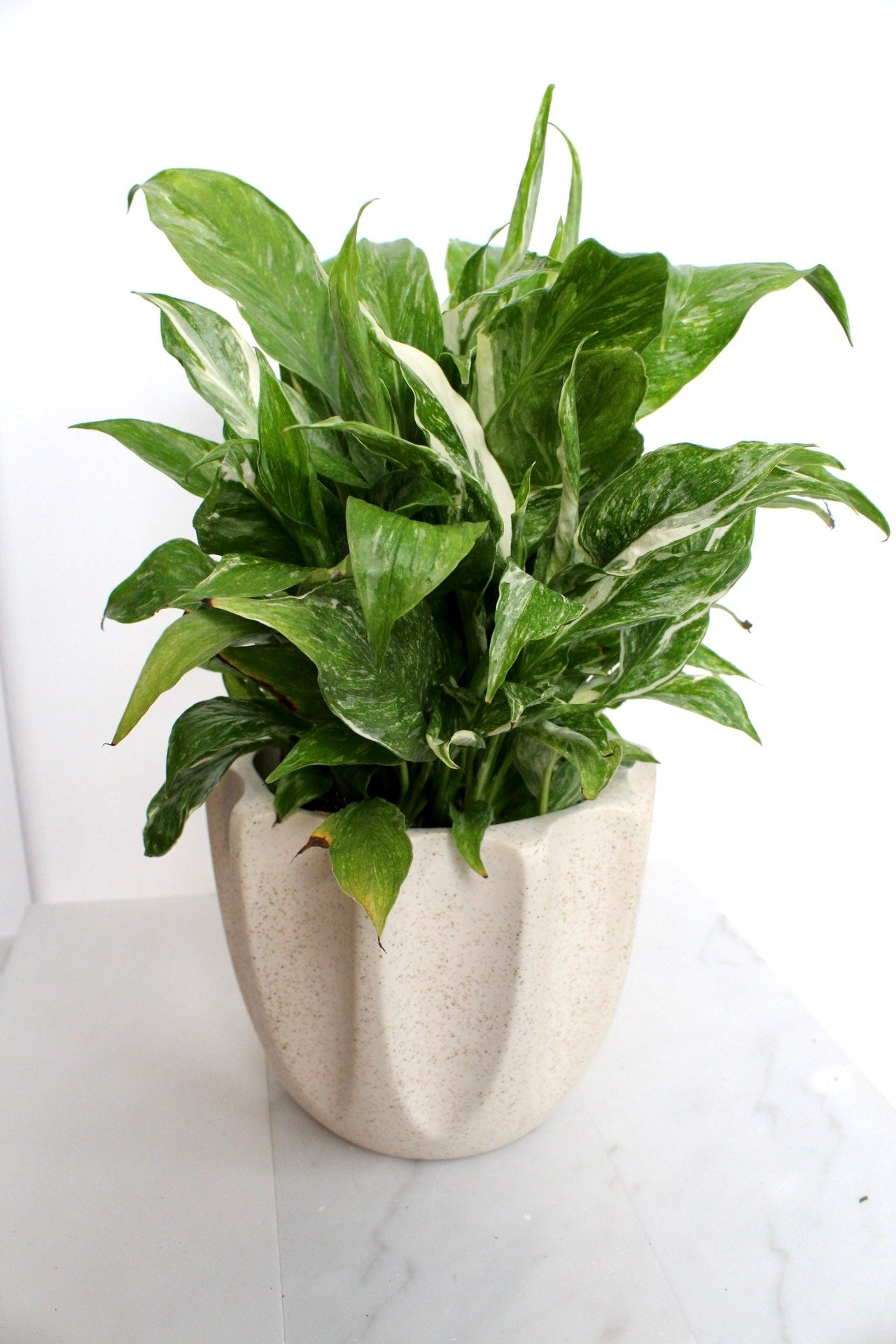 Variegated Peace Lily Plant Spathiphyllum Domino Live Low Maintenance Plant Gift for Woman Plant Lover Tropical Air Purifier House Plant