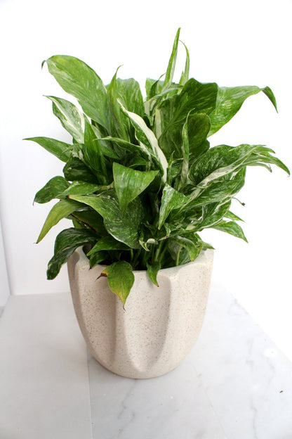 Variegated Peace Lily Plant Spathiphyllum Domino Live Low Maintenance Plant Gift for Woman Plant Lover Tropical Air Purifier House Plant