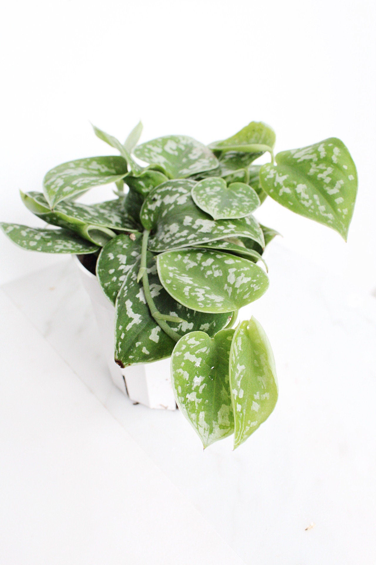 Live Indoor Spotted Vine Pothos Satin Plant Modern Gift for Plant Lover Air Purifier Tropical Foliage Easy Care Plant Gift Friend Desk Plant