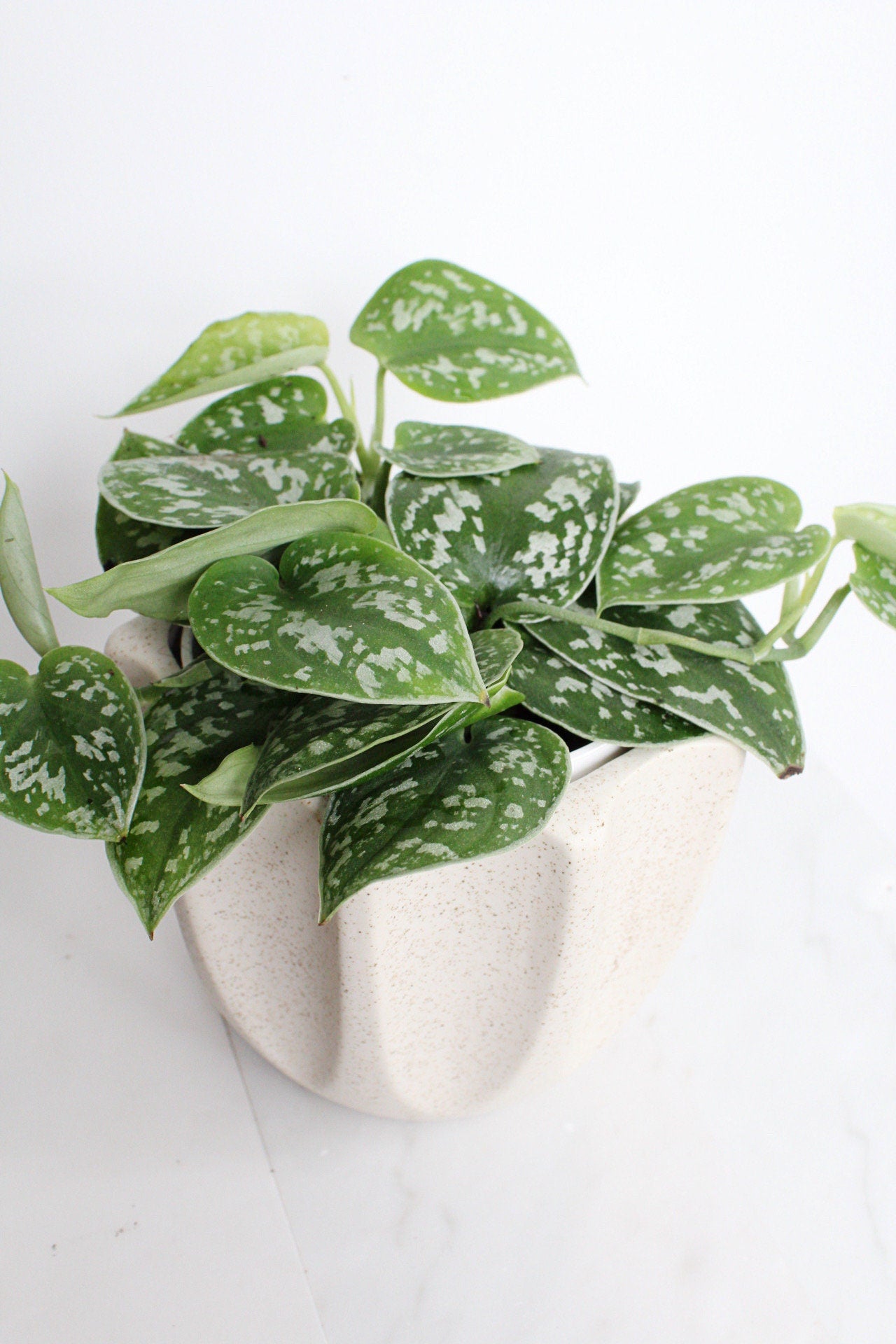 Live Indoor Spotted Vine Pothos Satin Plant Modern Gift for Plant Lover Air Purifier Tropical Foliage Easy Care Plant Gift Friend Desk Plant