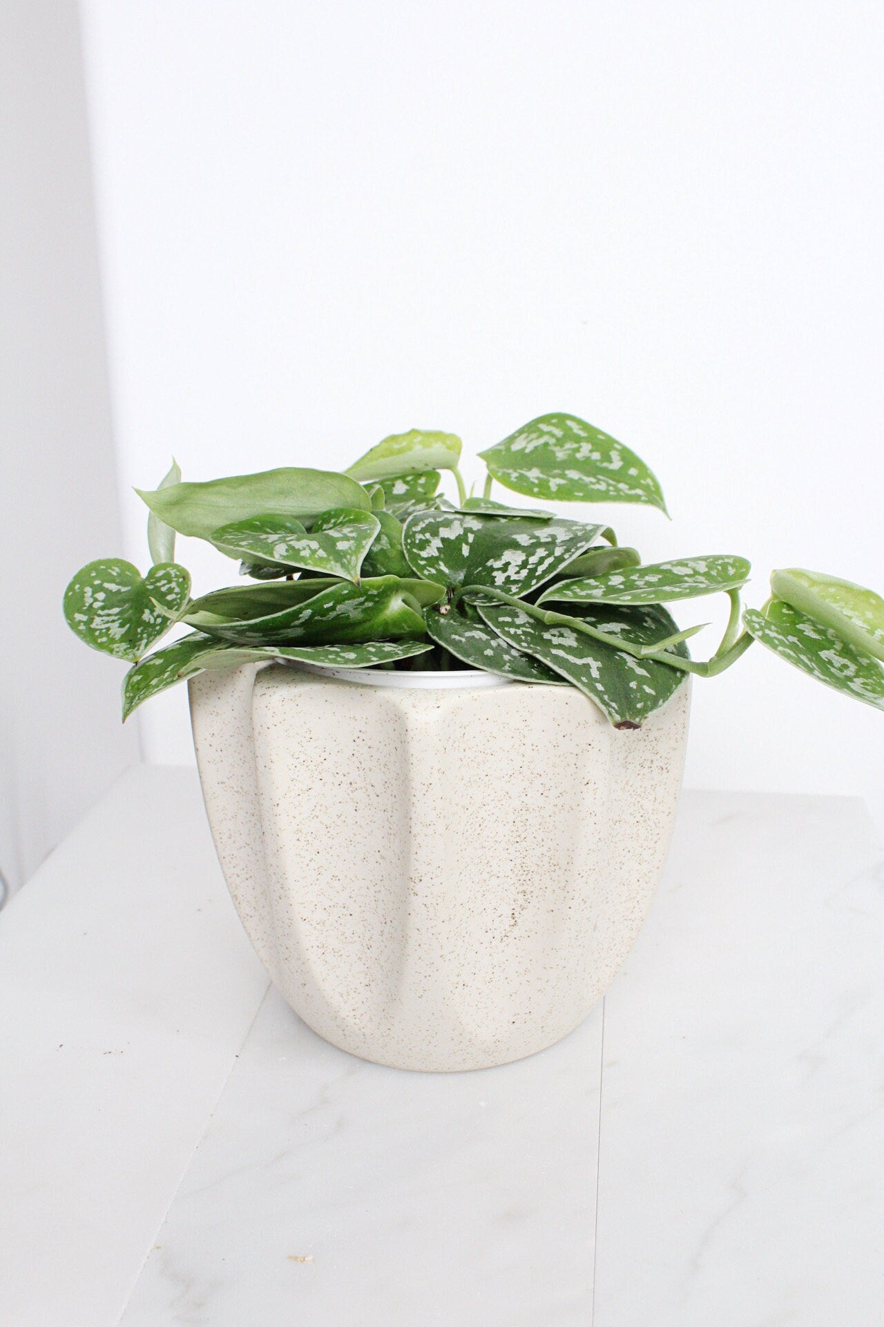Live Indoor Spotted Vine Pothos Satin Plant Modern Gift for Plant Lover Air Purifier Tropical Foliage Easy Care Plant Gift Friend Desk Plant