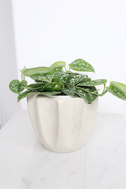 Live Indoor Spotted Vine Pothos Satin Plant Modern Gift for Plant Lover Air Purifier Tropical Foliage Easy Care Plant Gift Friend Desk Plant