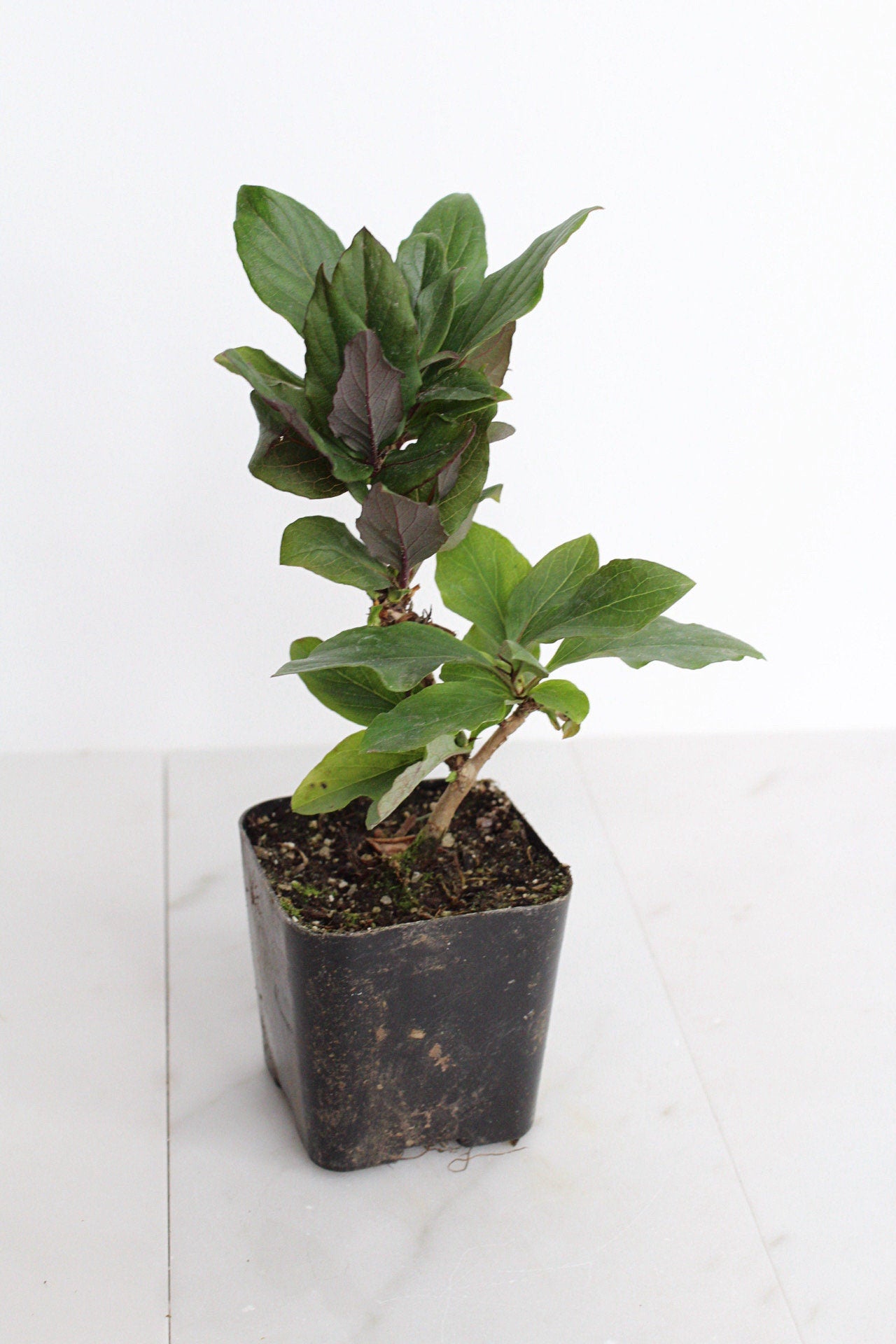 Purple Honeysuckle Vine Plant Lonicera Japonica Purpurea Starter Plant Trellis Plant Purple Leaf Live Plant Landscape Outdoor Garden Plant