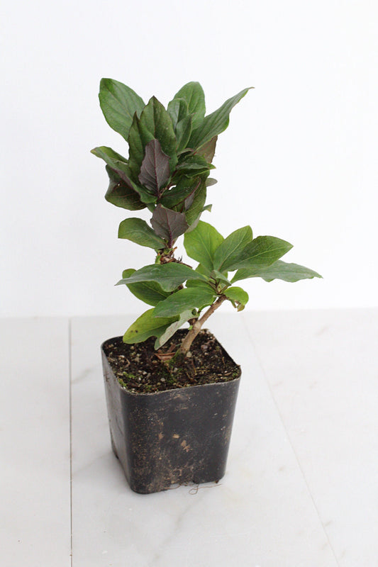 Purple Honeysuckle Vine Plant Lonicera Japonica Purpurea Starter Plant Trellis Plant Purple Leaf Live Plant Landscape Outdoor Garden Plant